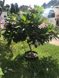 Dwarf Singapore Pink