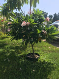 Dwarf Singapore Pink
