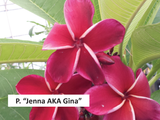 Gina - Extremely Rare Good Keeping