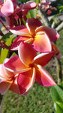 Gina - Extremely Rare Good Keeping