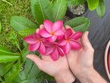 Hot Pink