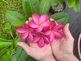 Hot Pink