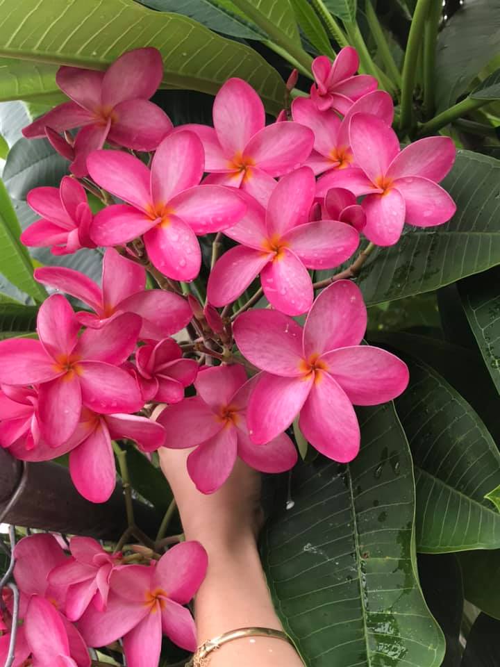 Hot Pink