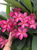 Hot Pink