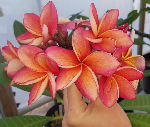 India - Vibrant Orange