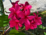 Irma Bryan