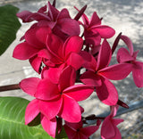 Irma Bryan