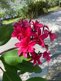 Irma Bryan