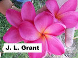 J.L. Grant