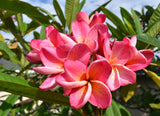 J.L. Hawaiian Sunset