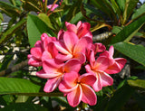 J.L. Hawaiian Sunset