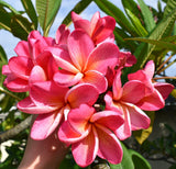 J.L. Hawaiian Sunset