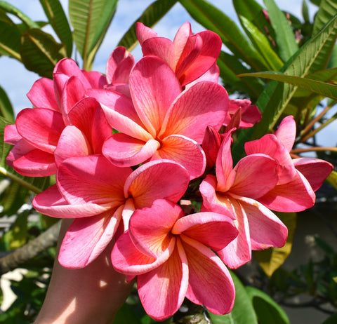 J.L. Hawaiian Sunset