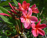 J.L. Hawaiian Sunset
