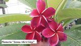 Gina - Extremely Rare Good Keeping