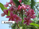 Kauilani