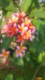 Kathy G - Buyplumerias.com Exclusive