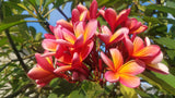 Kathy G - Buyplumerias.com Exclusive