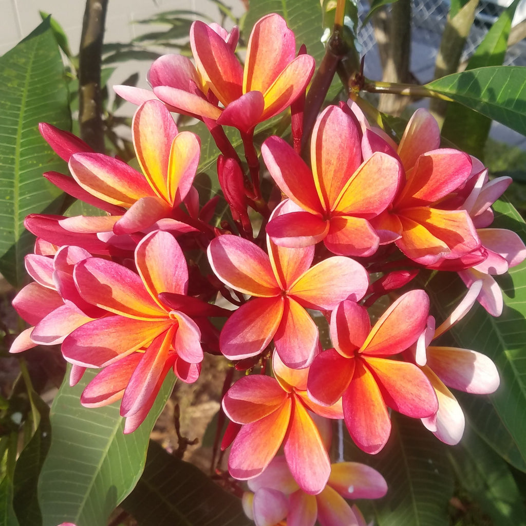 Kathy G - Buyplumerias.com Exclusive