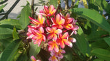 Kathy G - Buyplumerias.com Exclusive