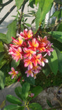Kathy G - Buyplumerias.com Exclusive