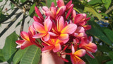 Kathy G - Buyplumerias.com Exclusive