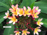Kathy G - Buyplumerias.com Exclusive