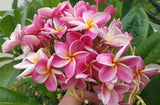 Kauilani