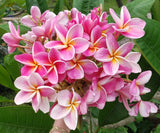 Kauilani
