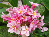 Kauilani