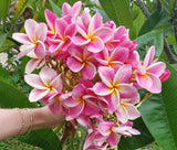 Kauilani