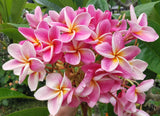 Kauilani