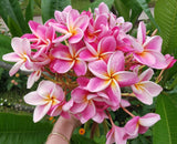 Kauilani
