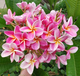 Kauilani