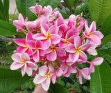 Kauilani