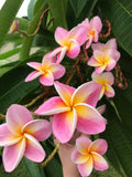 Kauilani