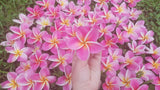 Kauilani