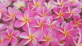 Kauilani