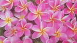 Kauilani