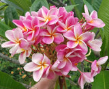 Kauilani