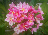 Kauilani