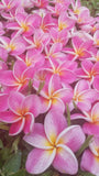 Kauilani