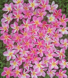 Kauilani