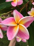 Kauilani