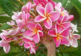 Kauilani