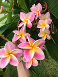 Kauilani
