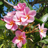 Kauilani