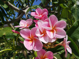 Kauilani