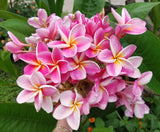 Kauilani