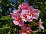 Kauilani